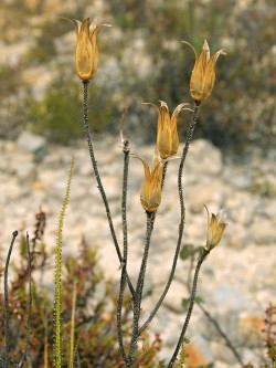 Suché tobolky rosnolistu lusitánského (Drosophyllum lusitanicum) se semeny. Foto P. Vacek