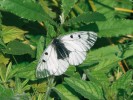 Sameček jasoně dymnivkového  (Parnassius mnemosyne)