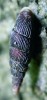 Celkový pohled na ulitu řasnatky žebernaté (Macrogastra latestriata).  Ulita mívá výšku 13–15 mm a šířku  okolo 3,5 mm. Typické je rudohnědé zbarvení a silná žebra.