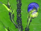 Mšice omějová (Brachycaudus napelli), jejíž hostitelskou rostlinou jsou oměje.