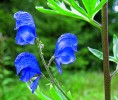 Květy oměje šalamounku (A. callibo­tryon), vyhledávaného mšicí omějovou