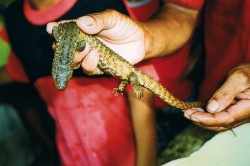 Živý jedinec varanovce bornejského (Lanthanotus borneensis) nalezený v r. 2001 u řeky Sesayap v provincii Východní Kalimantan v Indonésii. Celková délka zvířete činila přibližně 36 cm,  délka těla 18 cm, délka ocasu 18 cm.  Byl mrštný – po dešti, když stoupla v nádobě voda, utekl zpět do řeky.  Foto S. Slušný