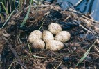 Vejce potápky roháče v průběhu hnízdění postupně tmavnou,  napomáhá tomu i tlení rostlinného  materiálu v hnízdě.