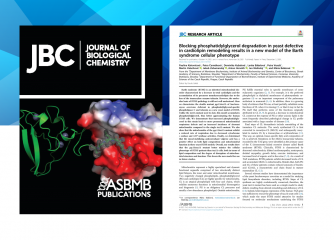 V časopise Journal of Biological Chemistry (IF 5.157) vyšel nový článek autorského týmu z Oddělení funkčního uspořádání biomembrán