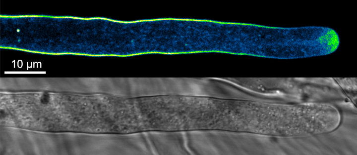 Rostoucí pylové láčky jsou nejen důležité pro oplození vajíčka, ale slouží také jako výborný model pro buněčnou morfogenezi. Pomocí fluorescenčních „značek“, které rozeznávají konkrétní složky buněčných membrán (zde lipid fosfatidylserin), můžeme zkoumat tvorbu a funkci membránových domén se specifickým složením.