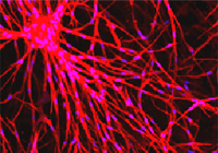 Biomateriály a tkáňové inženýrství