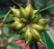 Souplodí dřevnatějících měchýřků  je typické pro apokarpní semeník  starobylého rodu badyáník – Illicium (čeleď badyáníkovitých – Illiciaceae). Známe celkem 34 druhů s disjunktním rozšířením v jihovýchodní Asii, na jihu Severní Ameriky a ve Střední Americe.  Na snímku mexický druh I. floridanum, keř z podrostu mezofilního horského lesa. Foto D. Stančík