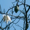 Vlnovec pětimužný (Ceiba pentandra) z čeledi slézovitých (Malvaceae, podčeleď Bombacoideae) – z ochmýřených semen, uvolňovaných z velkých tobolek, se získává vlákno ke spřádání, nazývané kapok. Foto D. Stančík 