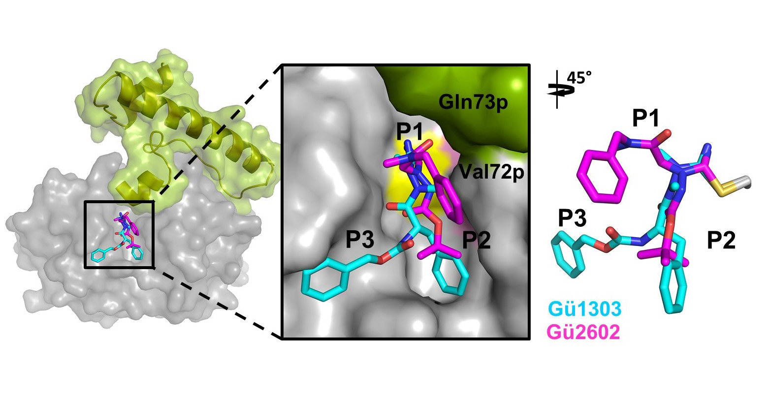 Binding mode of cyanohydrazide inhibitors targeting cathepsin K