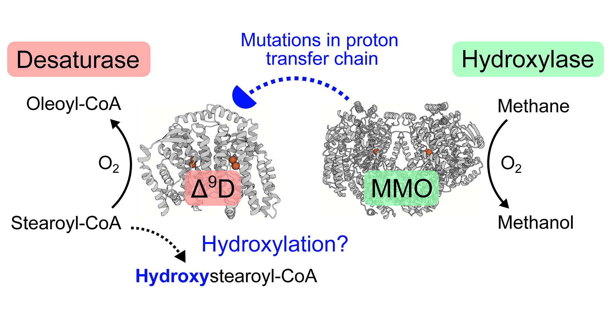 Experiment and theory in synergy: Understanding desaturation activity through rational enzyme mutagenesis