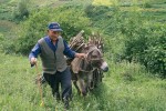 Pařezinové hospodaření je nedílnou součástí využívání lesních i křovinatých porostů. Přirozeně jsou podporovány dřeviny s vysokou výmladností  (habr, líska). Kromě otopu se hlavně  lísková tyčovina využívá k opoře  pěstovaných rostlin na zahradách a polích – v jižní Arménii jsou typickou plodinou fazole. Foto E. a L. Ekrtovi