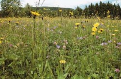 Druhově bohatá louka s vysokým podílem dvouděložných rostlin (srovnatelná s typem 3 z měření). Foto V. Hadincová / © Photo V. Hadincová