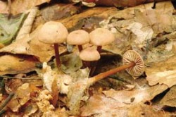 Penízovka Konrádova (Gymnopus fagiphilus), saprotrofní druh houby (Basidiomycota) na opadaném listí buku lesního (Fagus sylvatica). Moravský kras, Vilémovice, NPR Vývěry Punkvy (10. 10. 2008). Foto V. Antonín / © Foto V. Antonín