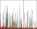 Restrikční profil (tzv. fingerprint)  jednoho klonu BAC (vložený fragment DNA v umělém klonovacím vektoru – bakteriálním chromozomu). Fragmenty byly získány rozštěpením DNA klonu pomocí směsi restrikčních enzymů,  obarveny fluorescenčními značkami a analyzovány kapilární elektroforézou.  Orig. J. Vrána