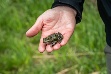 My jsme však měli políčeno na skokana zeleného, který mezi žábami vyniká svými rozmnožovacími strategiemi. Láká k páření samičky jiného druhu – skokanů skřehotavých. Výsledek jejich milostných pletek je dvojího typu – potomci mužského pohlaví jsou opět skokani zelení, kdežto samičky zdědí taxonomickou příslušnost po matce.