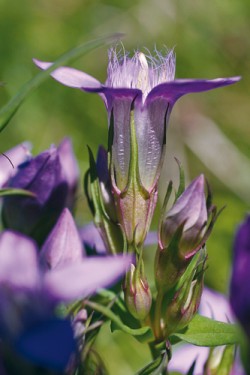 Zářezy mezi kališními cípy hořečku mnohotvarého českého (Gentianella  praecox subsp. bohemica) jsou proměnlivého tvaru od širokého U po úzké V.  Na snímku květ z lokality Hartmanice, ochranářský koutek Hamižná,  s typickými zářezy ve tvaru širokého  písmene U (6. září 2005). Foto J. Brabec