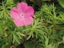 Kakost krvavý (Geranium sangui­neum) roste na světlých lesních okrajích a suchých křovinatých stráních.  Foto P. Špryňar