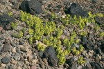 Drobný svízel Galium sosnowskyi – příklad kavkazského endemita vázaného na alpínské sutě v nejvyšších polohách. Pro vědu byl popsán z arménského  vulkanického pohoří Gegam (Mandenova 1947). Snímky L. a E. Ekrtovi