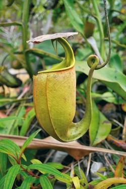 Zvláštní symbiotický vztah se vyvinul mezi N. bicalcarata a mravenci druhu C. schmitzi, kteří pomáhají láčkovce chytat kořist. Miri, Sarawak, Borneo. Foto A. Pavlovič