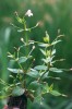 Puštička pouzdernatá (Lindernia  procumbens), velice vzácný druh zaznamenaný na několika místech v nivě Dyje. Foto R. Němce