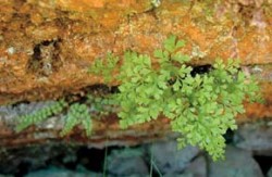 Sleziník hadcový (Asplenium cuneifolium) - kapradina vázaná (až na výjimky) na hadcové výchozy, především skalní štěrbiny. Foto P. Tájek / © P. Tájek