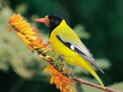 Žluva škrabošková (Oriolus larvatus) s oblibou navštěvuje květy aloe (Aloe spp.), jejichž pyl pak může vytvořit dojem oranžově zbarveného opeření okolí zobáku, jako na tomto snímku. Foto J. Foita / © Foto J. Foit