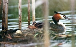 Potápka roháč (Podiceps cristatus) u hnízda s čerstvě vylíhnutým mládětem na hřbetě