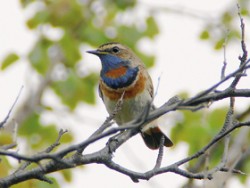 Samec slavíka modráčka tundrového (Luscinia svecica svecica). Foto V. Pavel / © Foto V. Pavel