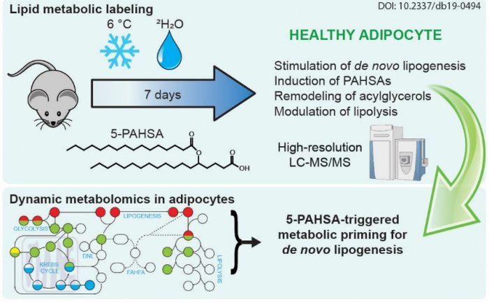 Lipokine 5-PAHSA is Regulated by Adipose Triglyceride Lipase and Primes Adipocytes for de novo Lipogenesis in Mice