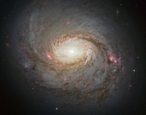 Snímek galaxie NGC 1068 pořízený Hubbleovým kosmickým dalekohledem. Ve spirálních ramenech jsou dobře patrná oblaka ionizovaného vodíku (červeně) stejně jako obří hvězdné asociace. Obé souvisí s intenzivní tvorbou hvězd. (c) HST