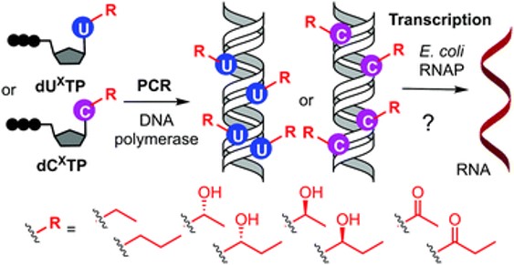 Homologues of epigenetic pyrimidines and their effect on transcription with bacterial RNA polymerase