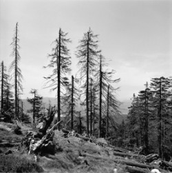 I v západních Krkonoších (vrchol Kamence) došlo začátkem 80. let 20. stol. k úhynu lesa vlivem vysokých koncentrací SO2 v ovzduší. Snímek je z r. 1988. Foto O. Schwarz / © O. Schwarz