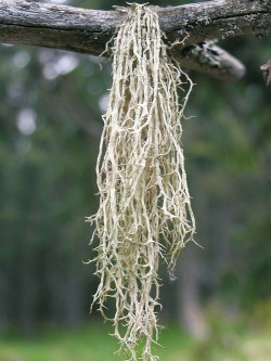 Větvičník článkovaný (Evernia divaricata), druh zachovalých horských lesů,  je v červeném seznamu hodnocen jako kriticky ohrožený. V současné době se u nás ale šíří na solitérní stanoviště, zejména tenké větvičky trnek a modřínů. Příčiny změny jeho ekologie zatím nejsou jasné. Foto Z. Kyselová