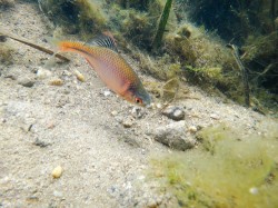 Samcům hořavky duhové (Rhodeus amarus) se během období tření zvýrazní červené a černé zbarvení  těla a ploutví. Foto M. Reichard