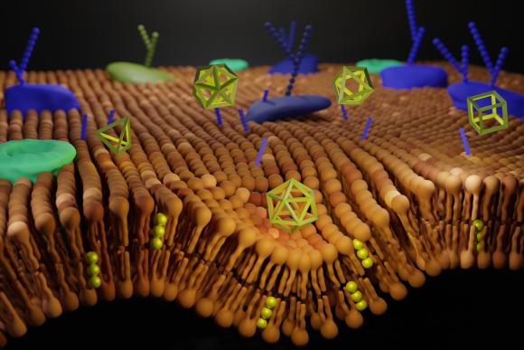 Průnik DNA nanostruktur do živé buňky