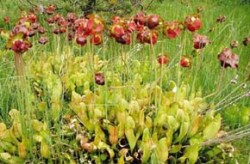 Špirlice nachová (Sarracenia purpurea) pochází ze Severní Ameriky, ale byla vysazována v řadě evropských zemí. Soudí se, že pro tento druh nemá masožravost velký ekologický význam. Foto L. Adamec / © L. Adamec