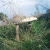 Stejně jako u jiných taxonů nebo ekologických/funkčních skupin se nej­účinnější formou ochrany hub ukázala péče o jimi osídlená stanoviště. Vzhledem k tomu, že houby nemizejí jen v Evropě, vznikla v srpnu 2010 ve skotském  Edinburghu Mezinárodní společnost  na ochranu hub (ISFC).