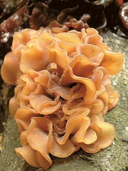 Rosolovka lupenitá (Tremella foliacea) na kmeni u nás nepůvodního dubu červeného (Quercus rubra) v Americké sluji v Prachovských skalách. Foto A. Lepšová / © A. Lepšová