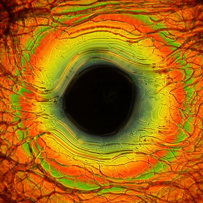 2nd place Alexej Bubnov: Observing liquid crystal textures in polarised light microscope