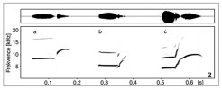 Spektrogram (dole) a oscilogram (nahoře) varovného hvizdu skládajícího se z obou elementů sysla obecného (a), s. taurského (b) a s. malo­asijského (c). Orig. I. Schneiderová