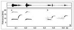 Spektrogram (dole) a oscilogram (nahoře) dvou varovných hvizdů jednoho jedince sysla obecného skládajících se z obou a pouze z prvního elementu (a) a dvou varovných hvizdů jiného jedince téhož druhu skládajících se z obou a jen z druhé části hvizdu (b). Orig. I. Schneiderová