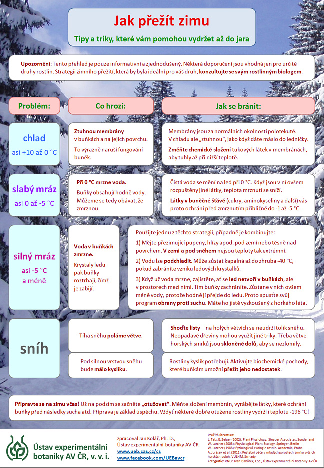 Jak přežít zimu - infografika o způsobech, jakými se rostliny chrání před chladem, mrazem a sněhem