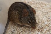 Rod Lemniscomys patří do čeledi myšovitých hlodavců obývající různé biotopy v Africe. Od ostatních myší se liší pruhováním, které je pro jednotlivé druhy specifické. 