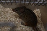 Rod Lemniscomys patří do čeledi myšovitých hlodavců obývající různé biotopy v Africe. Od ostatních myší se liší pruhováním, které je pro jednotlivé druhy specifické. 