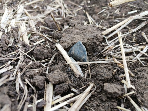 Meteorit Pusté Úlany o hmotnosti 8.6 gramů, který nalezl 20. 8. 2022 polský hledač Mateusz Zmija v námi vypočtené pádové oblasti. Na snímku je tento meteorit v nálezové pozici na poli východně od Pustých Úlan. (foto: Mateusz Zmija).