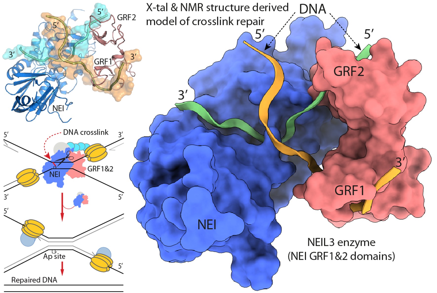 Structural elucidation of a DNA cross-link repair mechanism involving NEIL3 protein