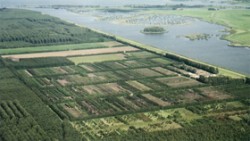 Plantáže rychle rostoucích lesních dřevin rozhodně neplní v krajině stejné funkce jako přirozené nebo alespoň  přírodě blízké lesy. Foto J. Meeus