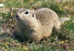 Sysel obecný (Spermophilus citellus) patří k velmi ohroženým druhům savců naší i evropské fauny. Foto J. Matějů