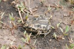 Blatnice skvrnitá (Pelobates fuscus) obývá i polní mokřady s otevřenou vodní hladinou, kde se úspěšně rozmnožuje. Foto V. Křivan