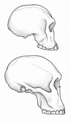 Homo habilis rudolfensis - lebka Homo habilis (nahoře) a lebka Homo rudolfensis (dole). Obr. M. Chumchalová